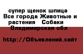 супер щенок шпица - Все города Животные и растения » Собаки   . Владимирская обл.